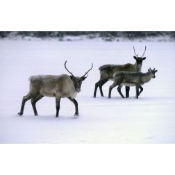 Les caribous de Val-d'Or envoyés au Zoo de Saint-Félicien