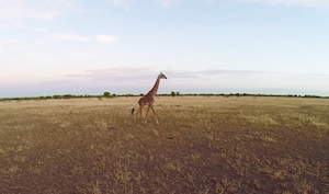Image tirée du vidéo Serengeti de Will Burrard-Lucas